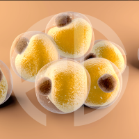 stem cell